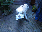 Santhos,golden retr, heeft iets lekkers mee genomen! Wat  is het toch een lieverd!